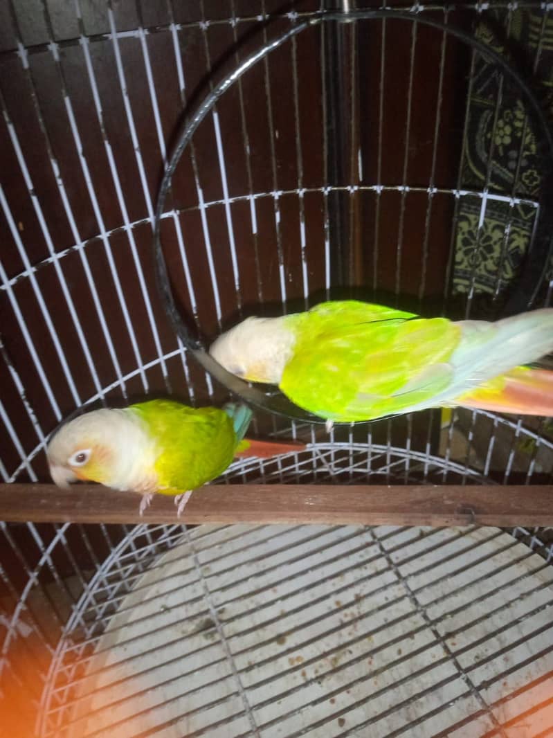 pineapple conure 0