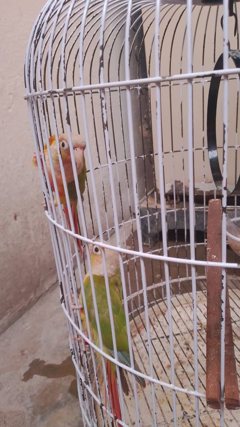 pineapple conure 1