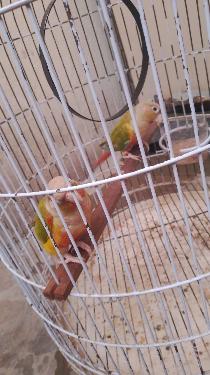 pineapple conure 2