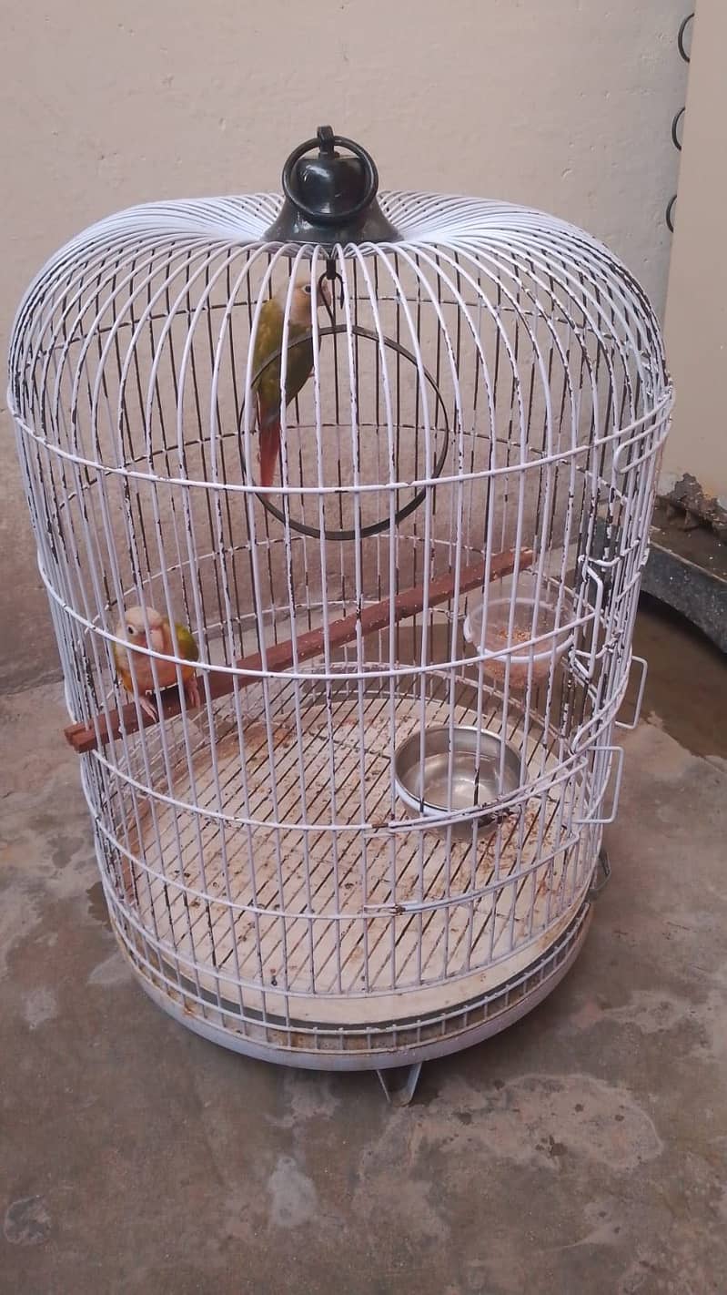 pineapple conure 3