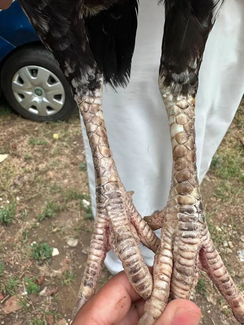 lasani madi for sale — photo 4