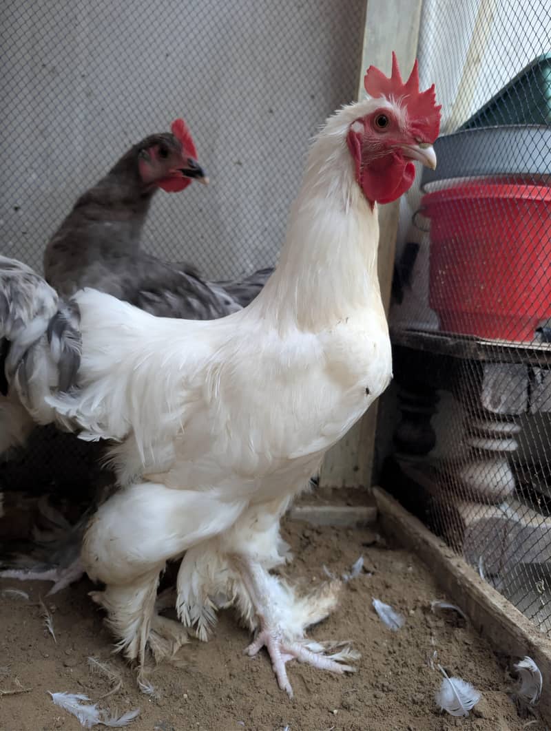 Buff Hens 0