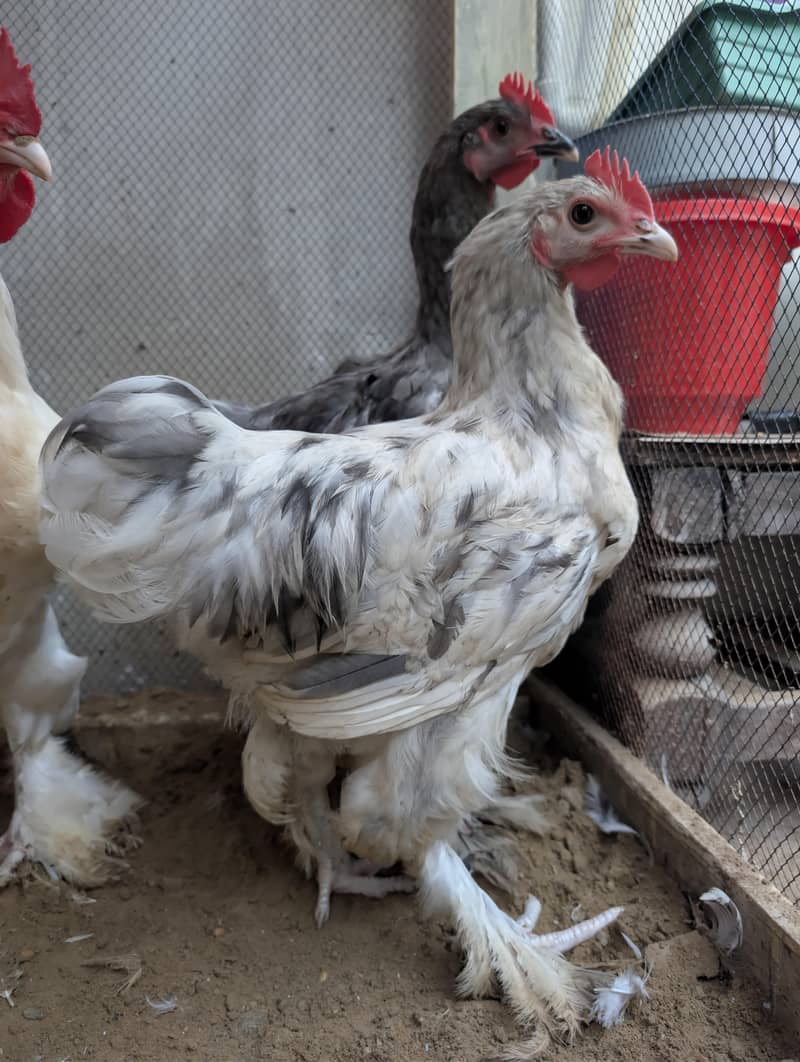 Buff Hens 1