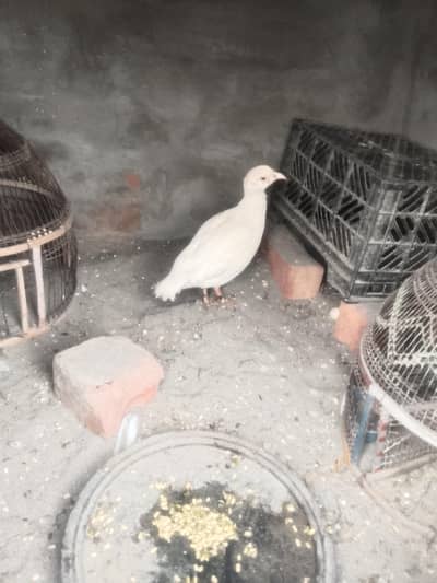 White Teetar Male 3/0/6/4/1/8/9/5/9/8
