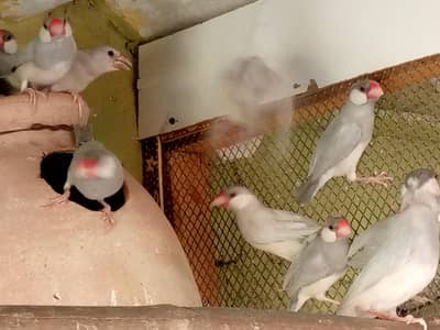 Silver Java Bonded Pair & Ready for 1st Breed for Sale