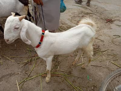 bakra for sale.