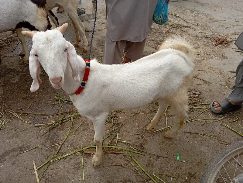bakra for sale. — photo 2
