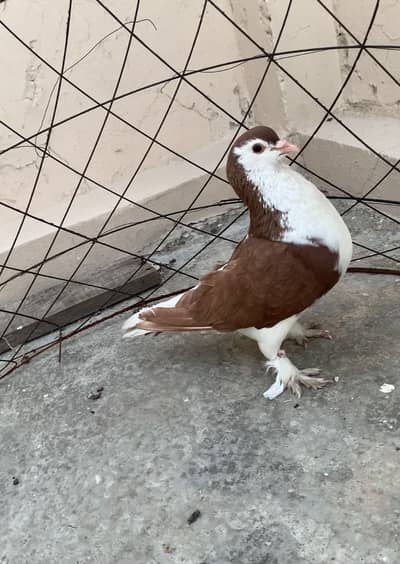 Red Sherazi Male Breeder