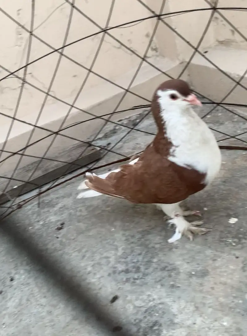 Red Sherazi Male Breeder — photo 2