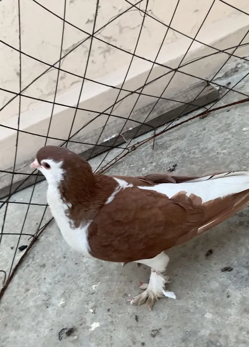 Red Sherazi Male Breeder — photo 3