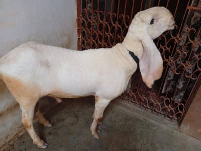 khajla sheep 