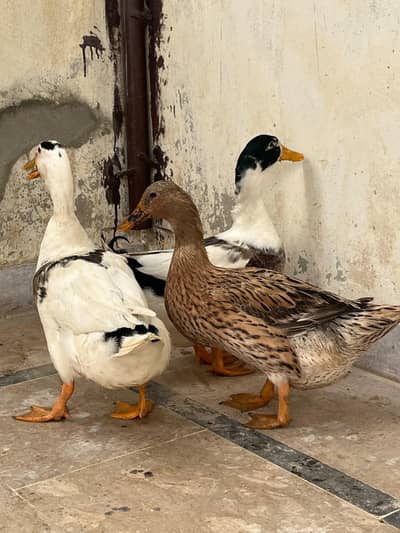 ducks
