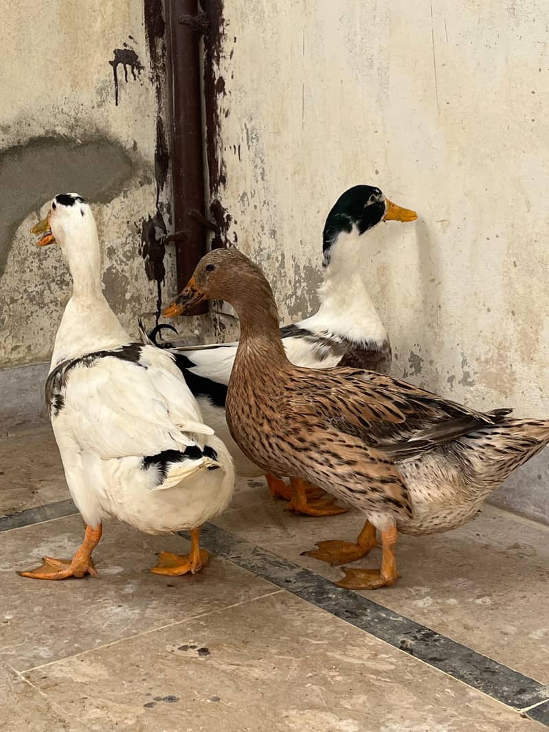 ducks 0