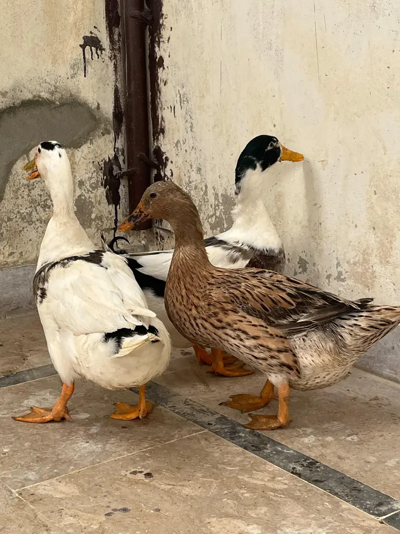 ducks
