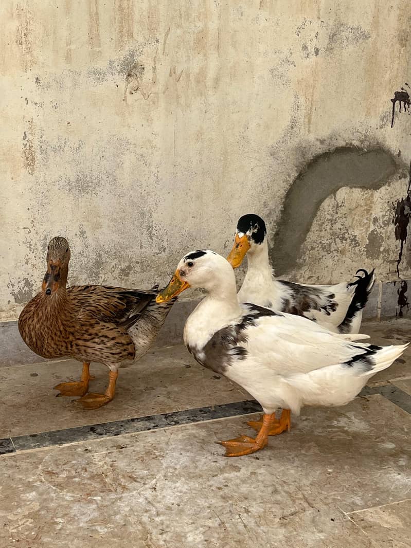 ducks 1