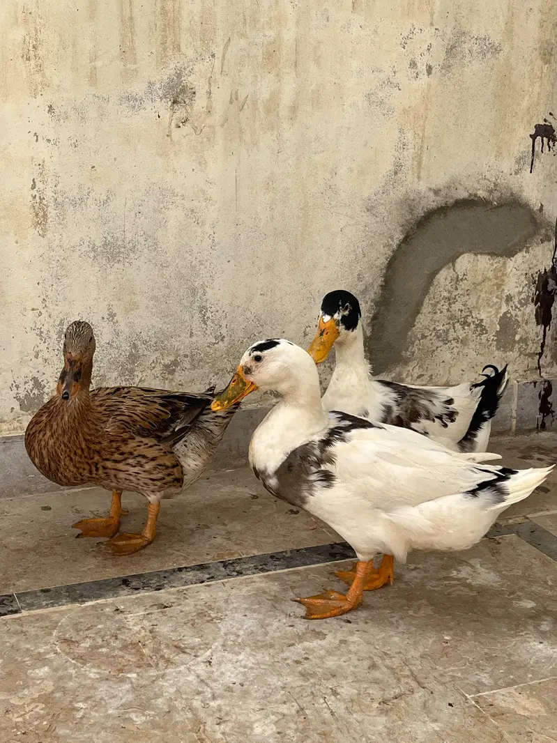 ducks — photo 2