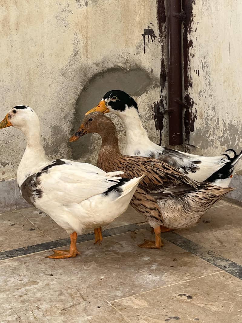 ducks 2