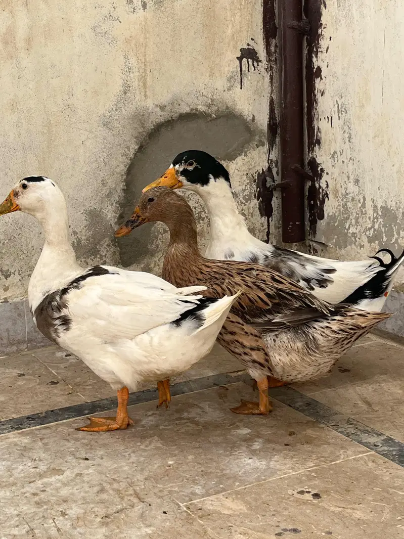 ducks — photo 3