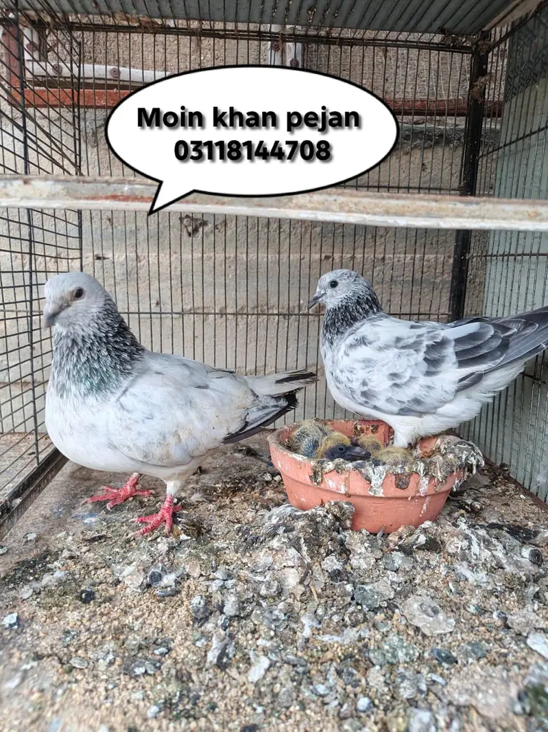 Home breed — photo 3