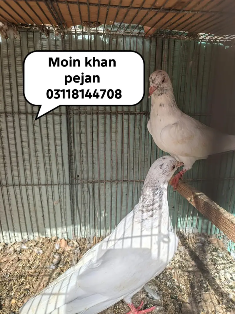Home breed — photo 4
