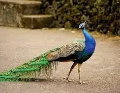 peacock fertile eggs