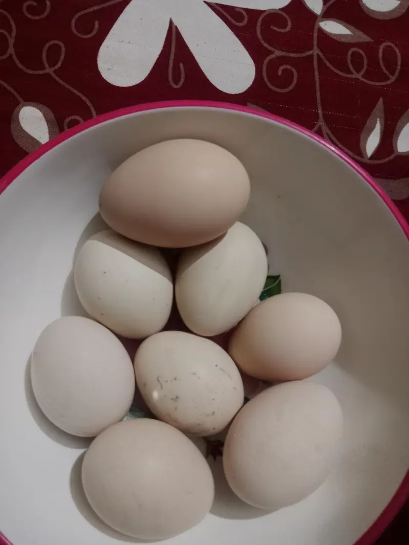 peacock fertile eggs — photo 2