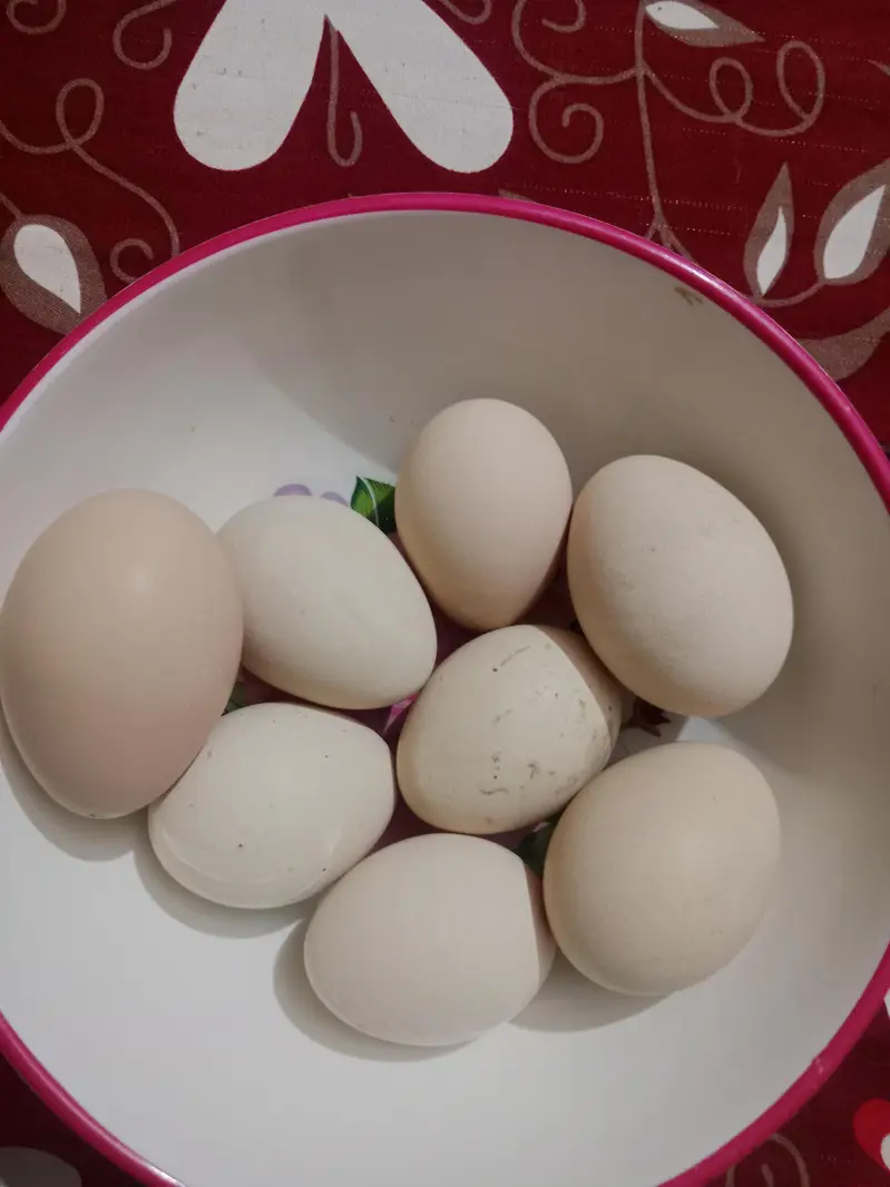 peacock fertile eggs — photo 3