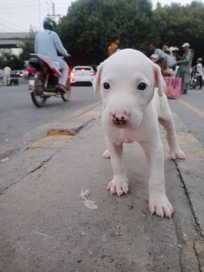 Bull terrier dog