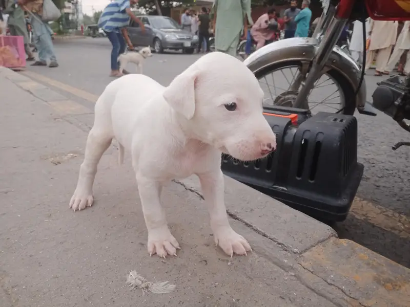 Bull terrier dog — photo 2