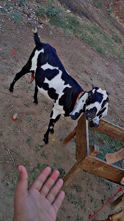 Desi barki 3 adad female