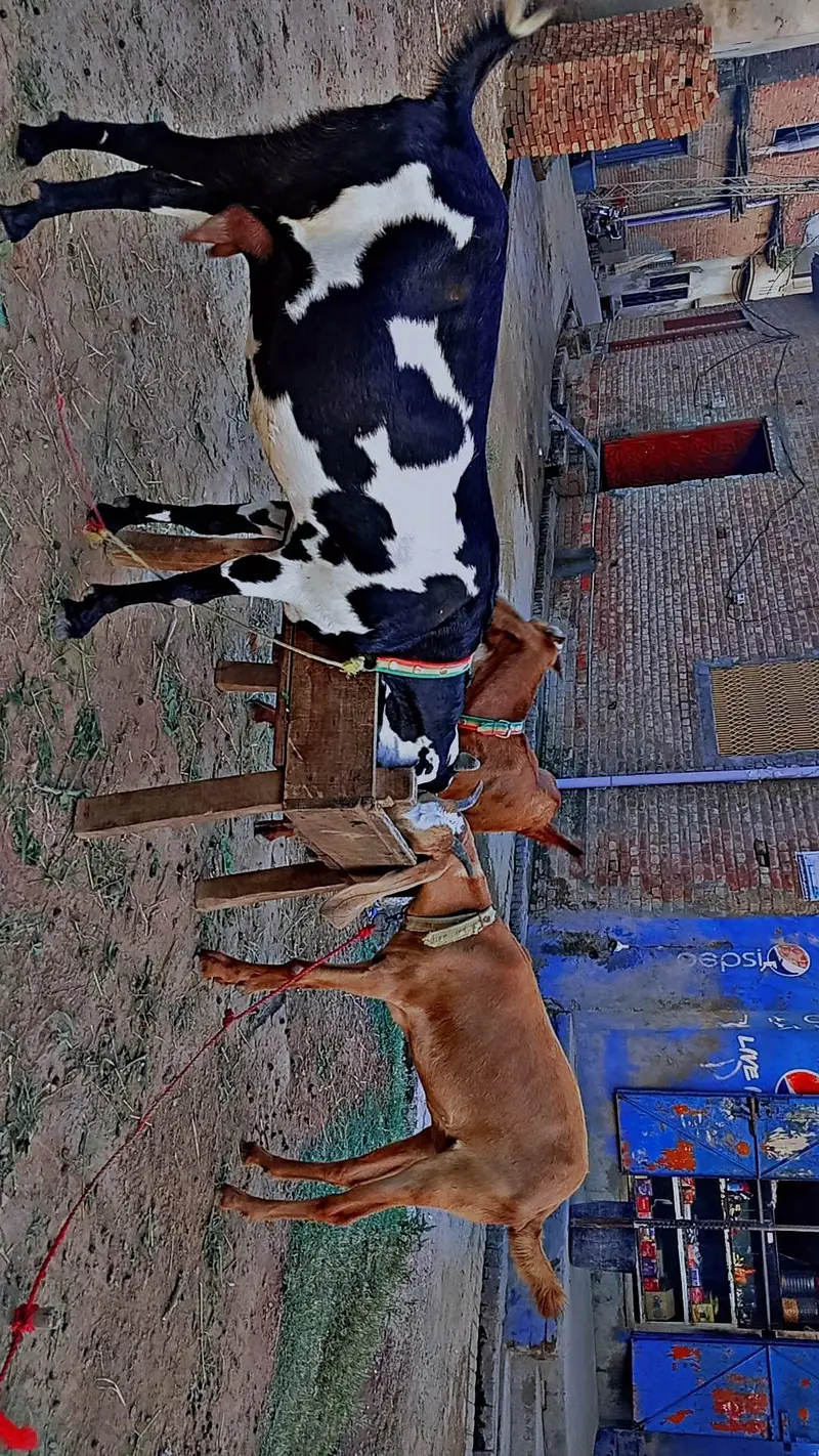 Desi barki 3 adad female — photo 2