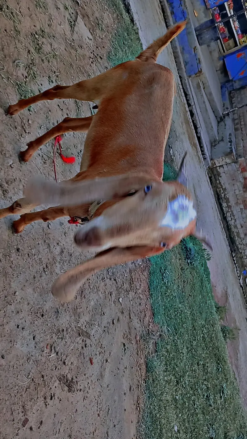 Desi barki 3 adad female — photo 3