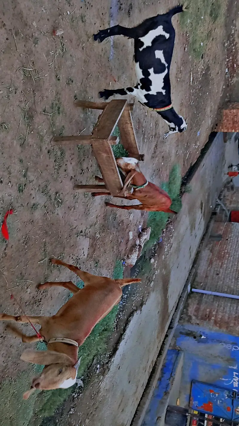 Desi barki 3 adad female — photo 5