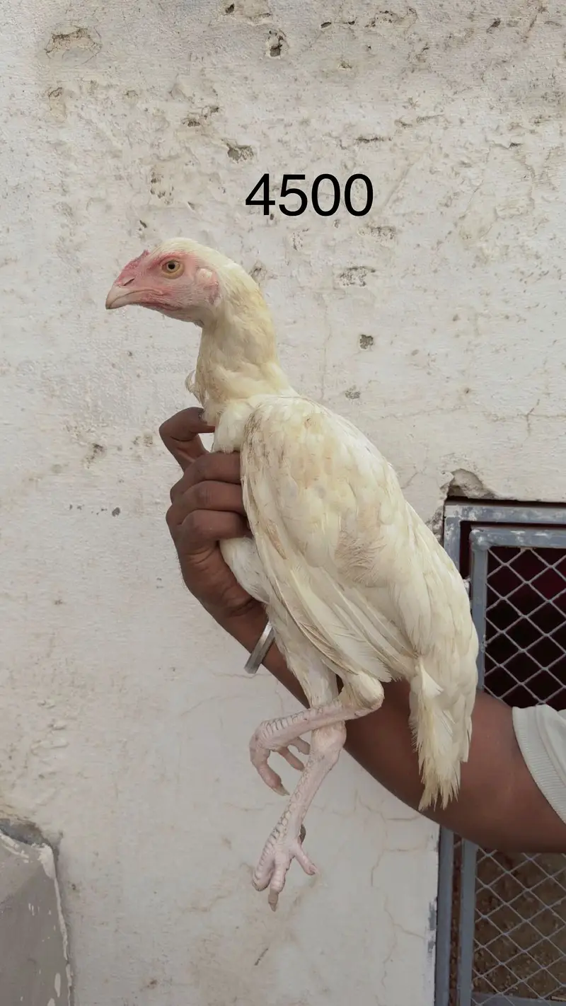 Aseel / aseel heera / heera / white / pure / pure aseel / heera aseel — photo 2