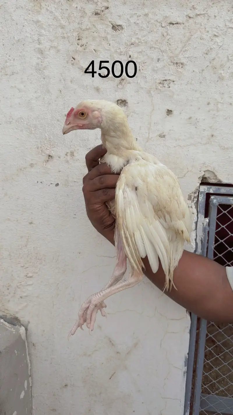 Aseel / aseel heera / heera / white / pure / pure aseel / heera aseel — photo 3