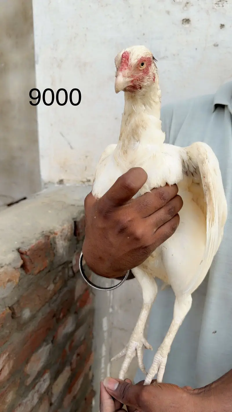 Aseel / aseel heera / heera / white / pure / pure aseel / heera aseel — photo 5