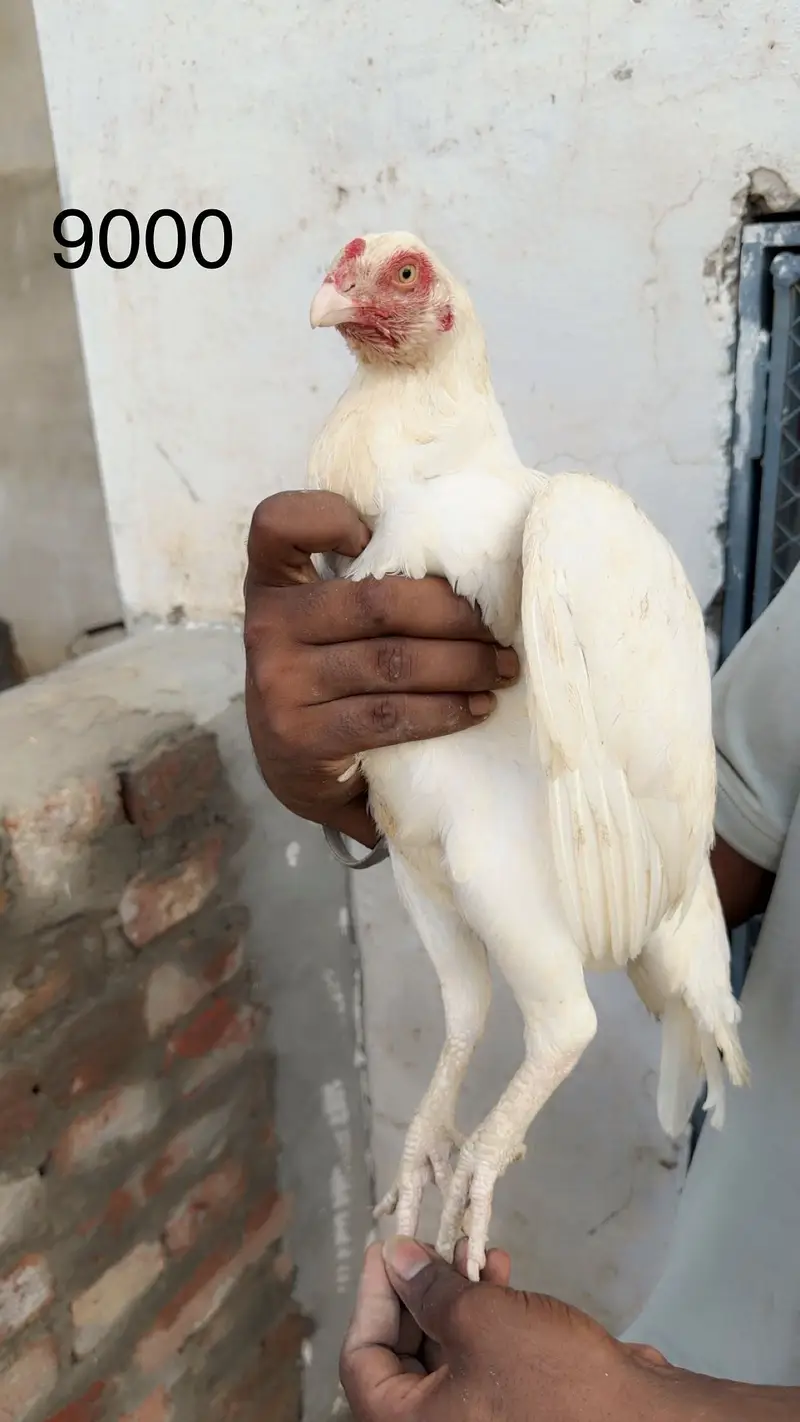 Aseel / aseel heera / heera / white / pure / pure aseel / heera aseel — photo 6