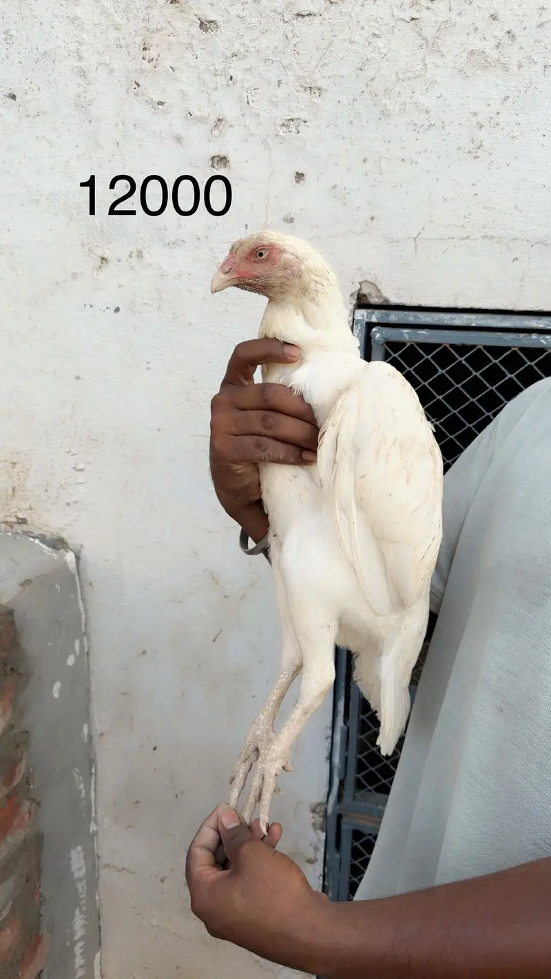 Aseel / aseel heera / heera / white / pure / pure aseel / heera aseel — photo 7