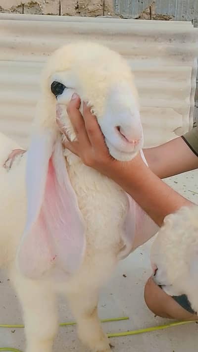 top quality male sheep kajla for sale