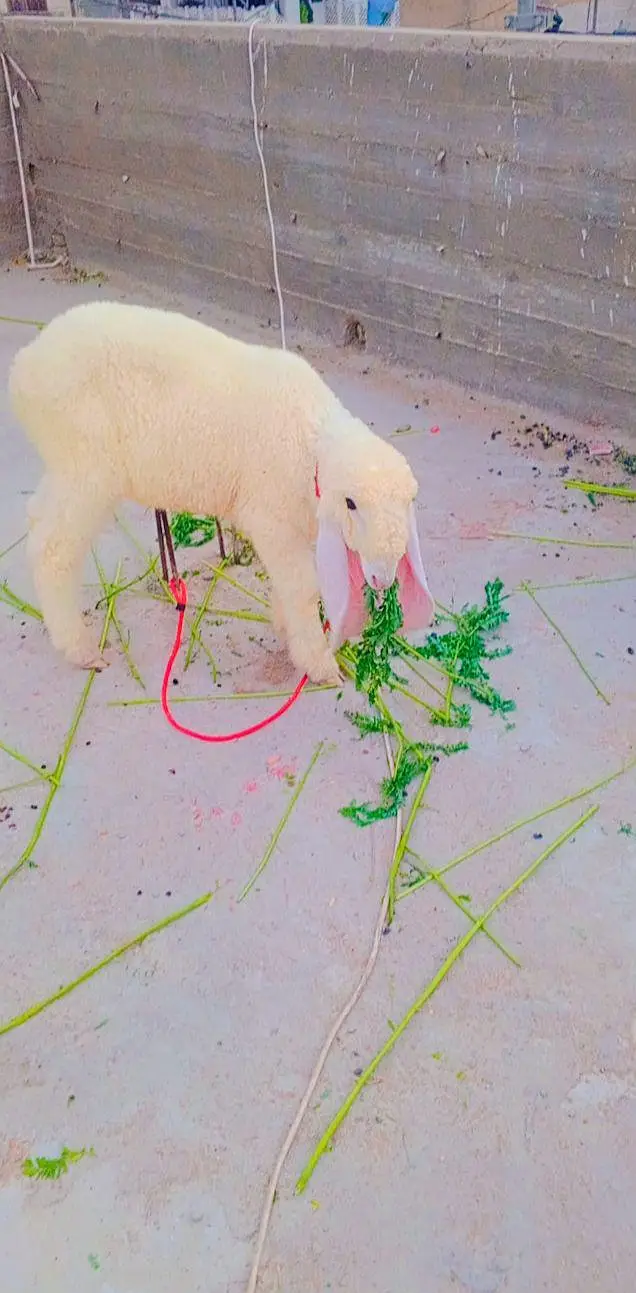 top quality male sheep kajla for sale — photo 3