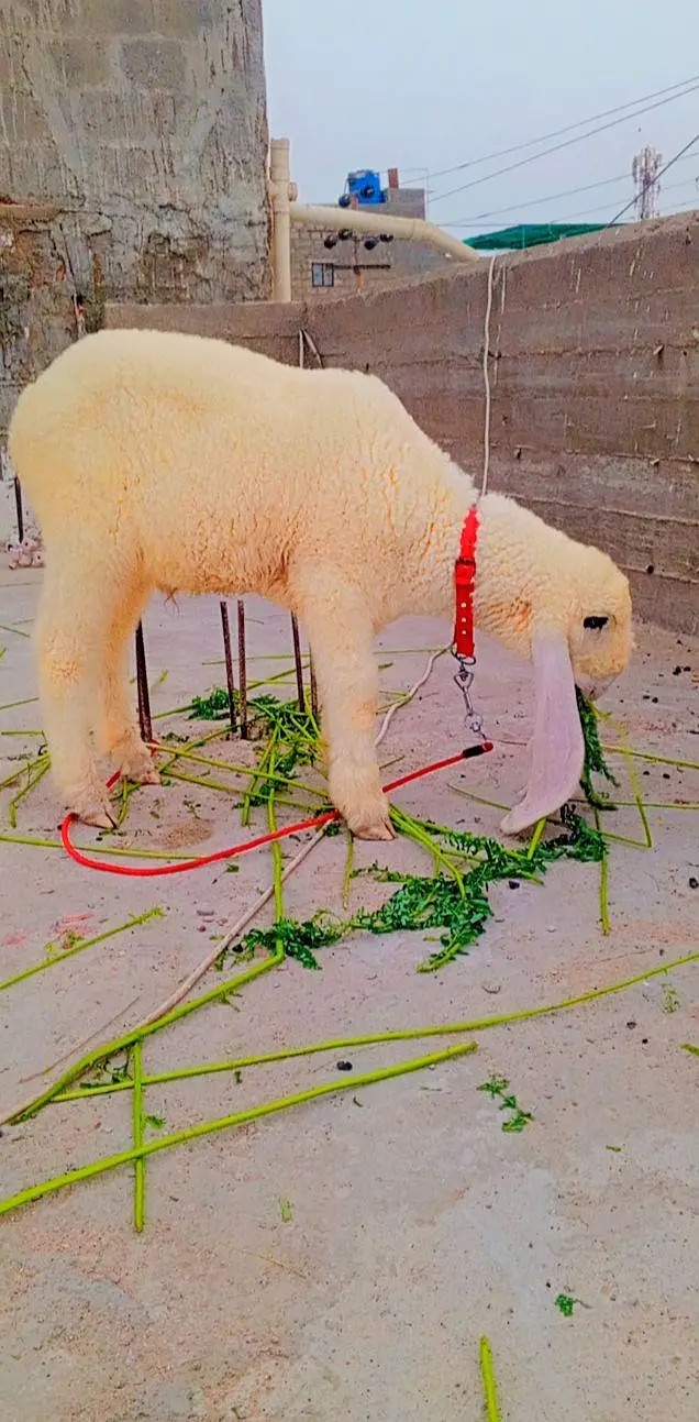 top quality male sheep kajla for sale — photo 4