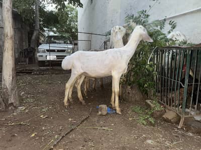 Dumba for sale