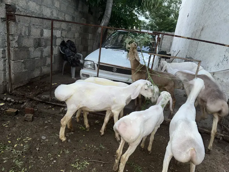 Dumba for sale — photo 2