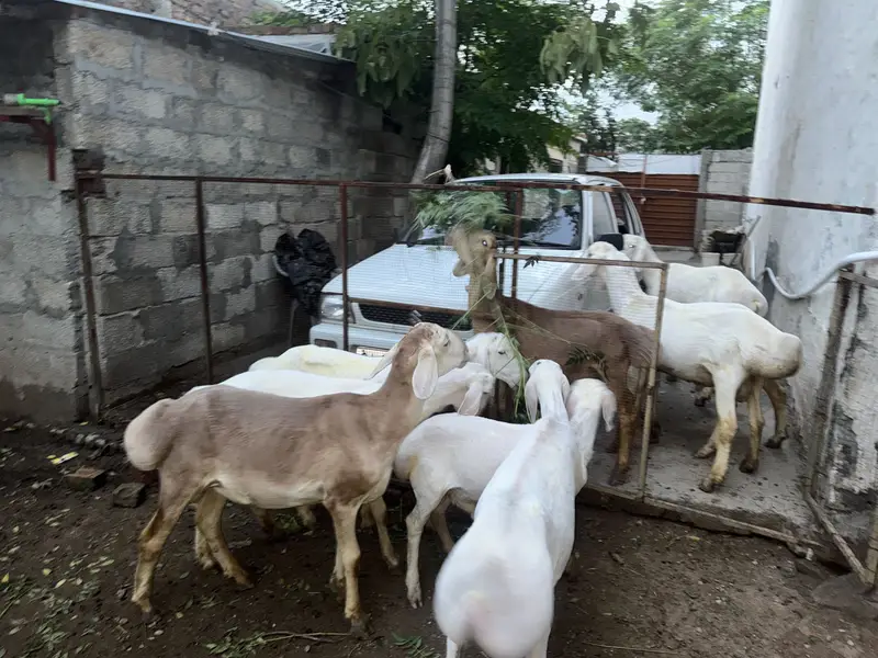 Dumba for sale — photo 3