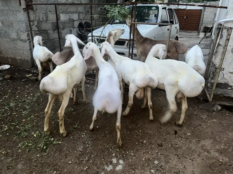 Dumba for sale — photo 4