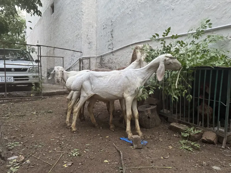 Dumba for sale — photo 5