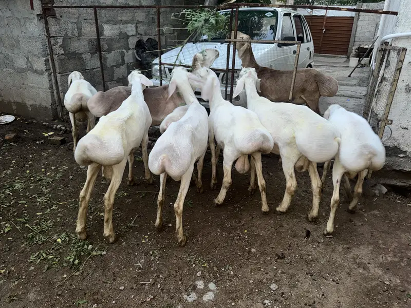Dumba for sale — photo 6