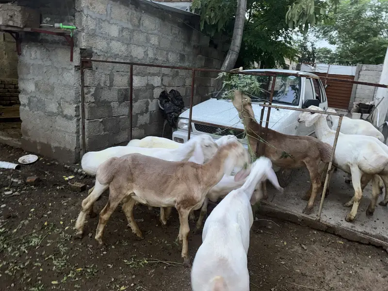 Dumba for sale — photo 7