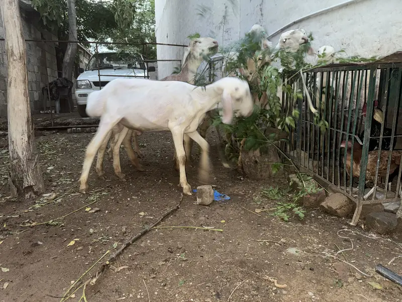 Dumba for sale — photo 8