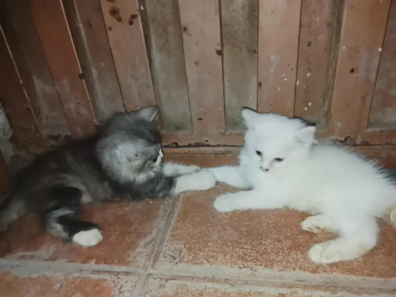 female cat with kids 2 — photo 7